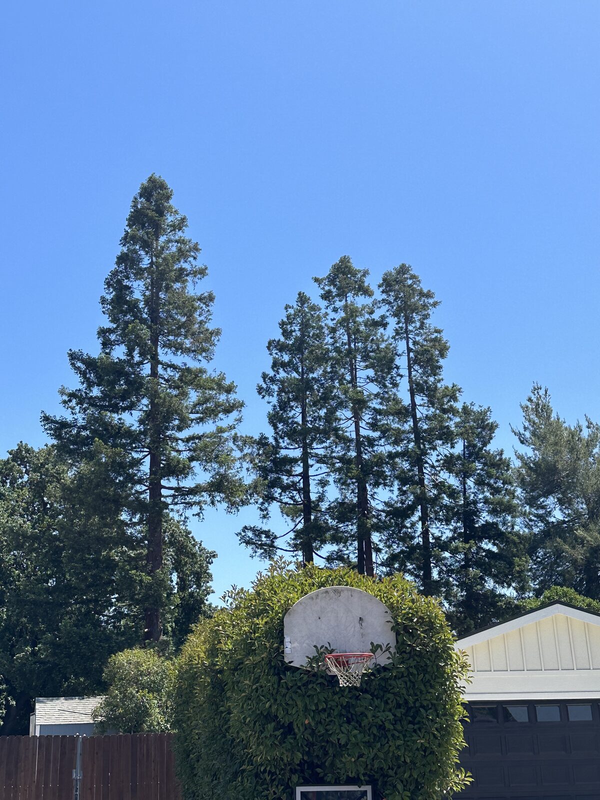 Mature pines towering over a residential neighborhood