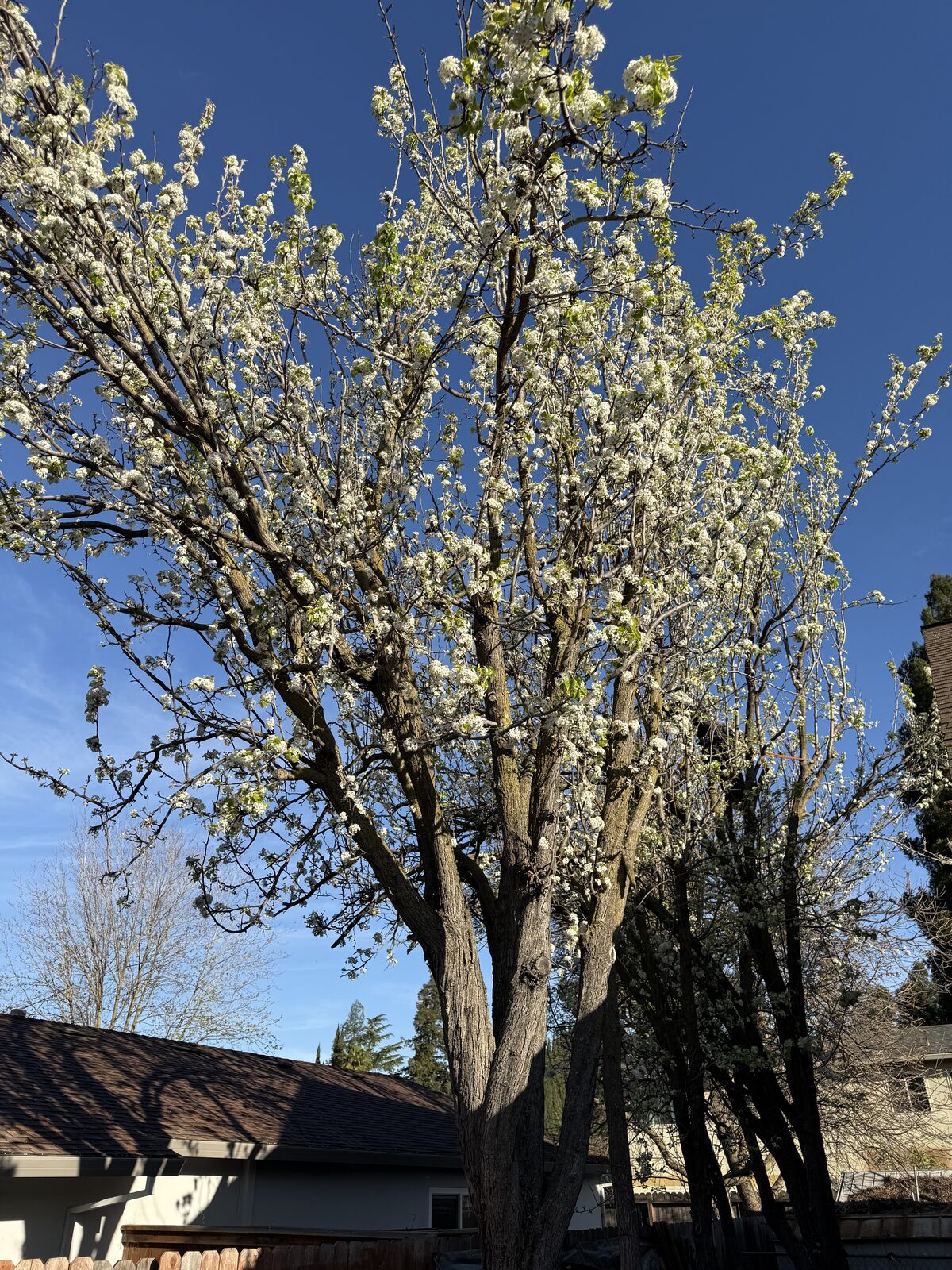 Flowering tree with fresh white blossoms