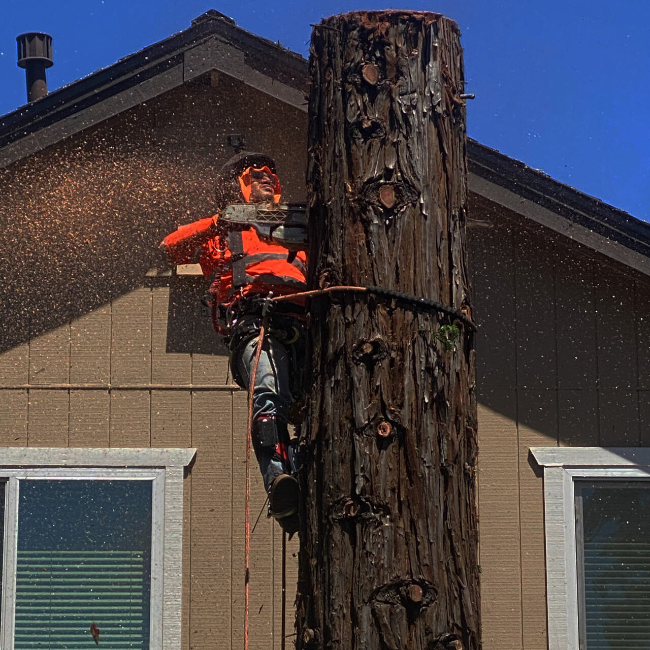 Tree Removal
