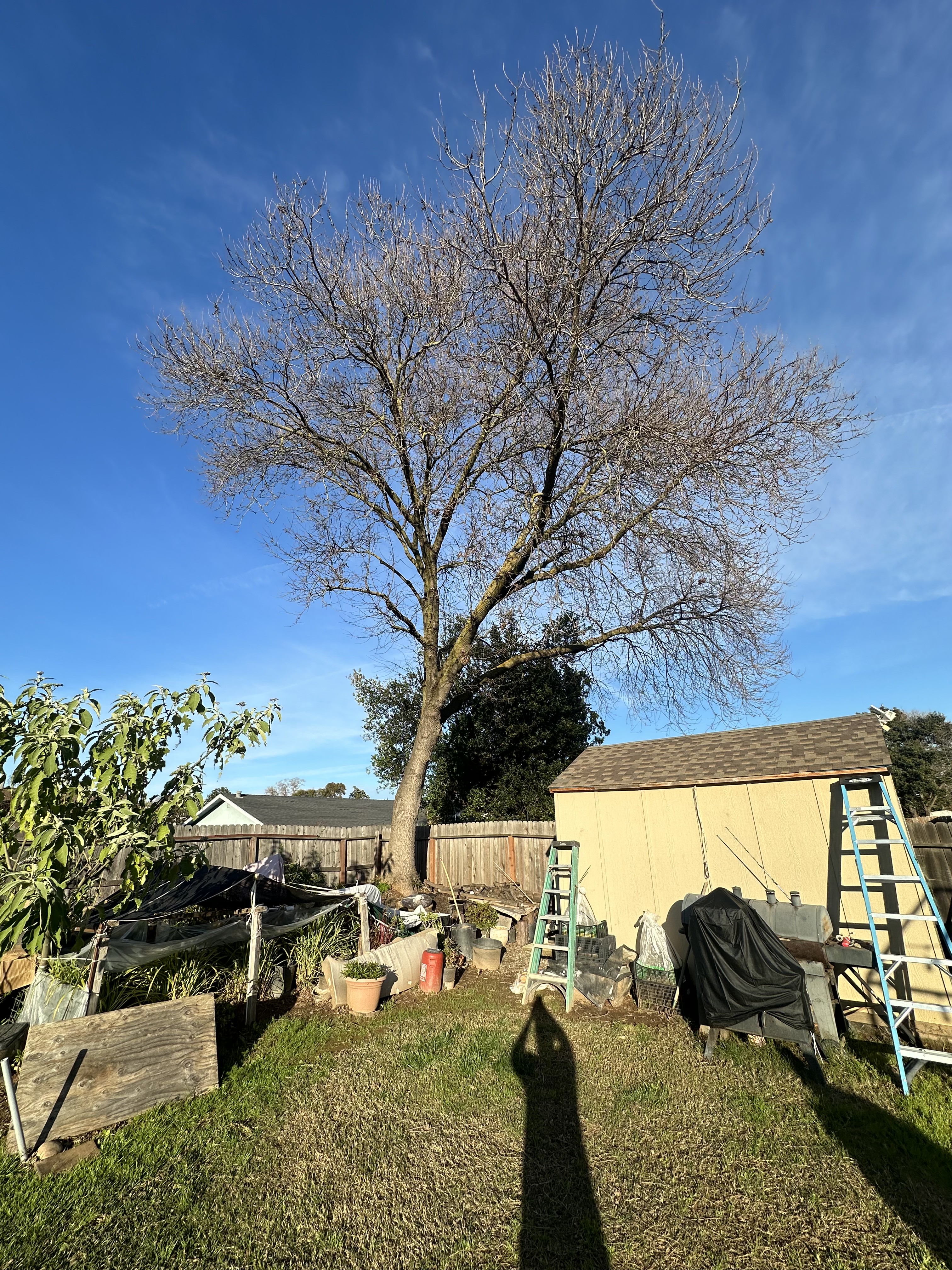 Bare tree in a backyard before trimming or removal