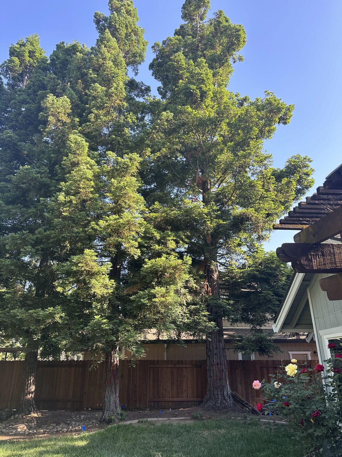 Towering trees on a clear day