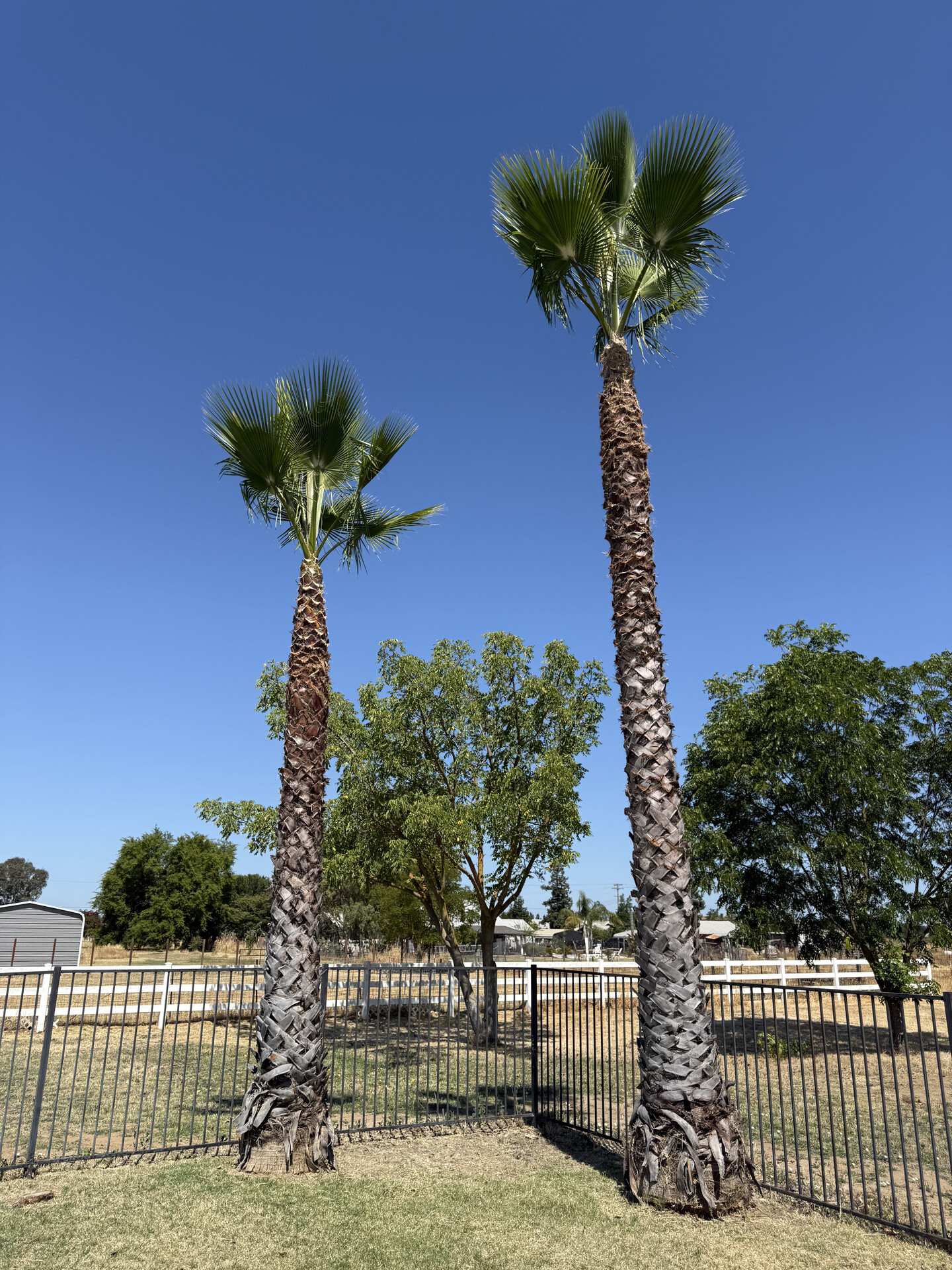 Tree Trimming