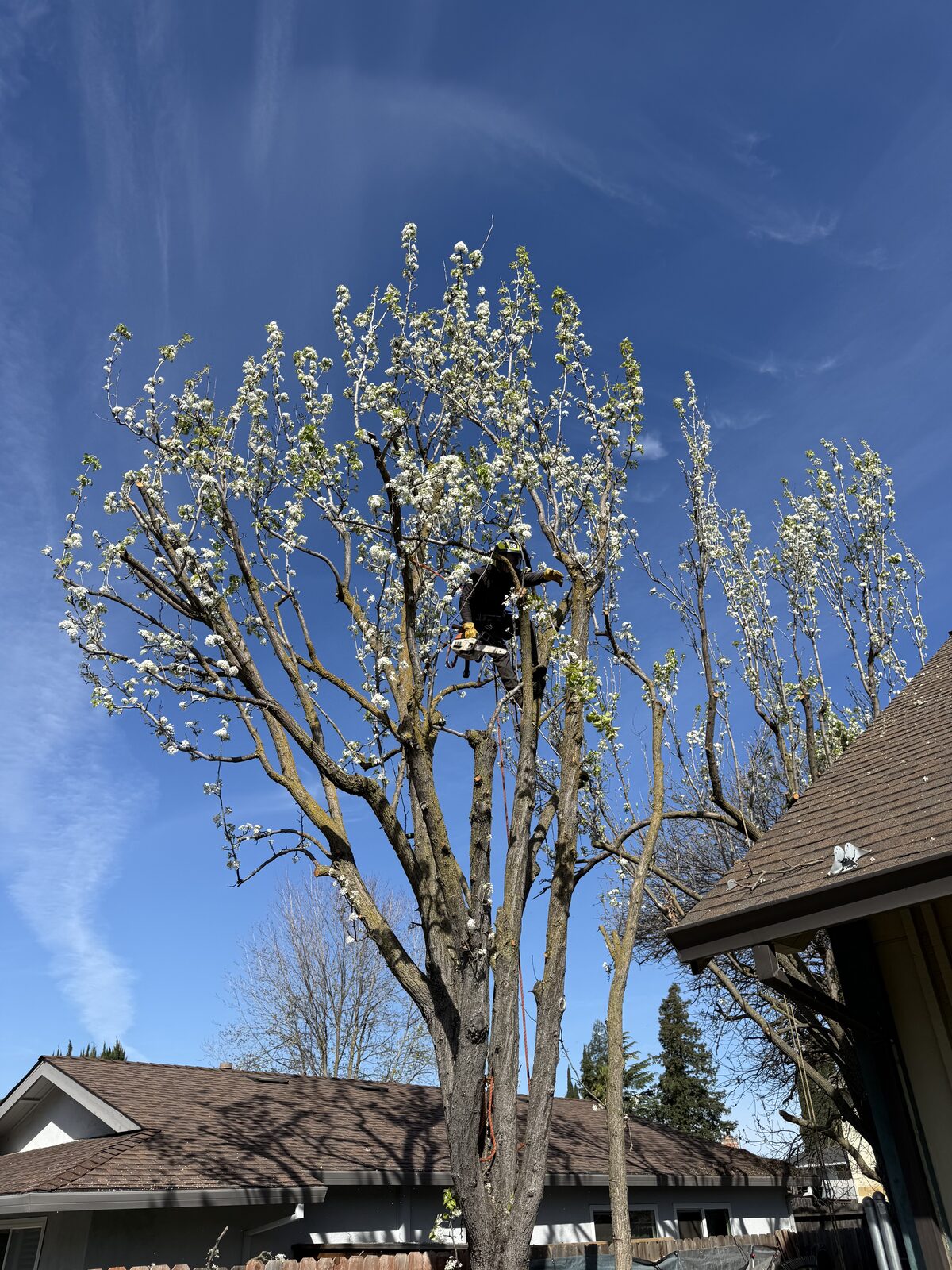 Arborist climbing a blossoming tree for pruning