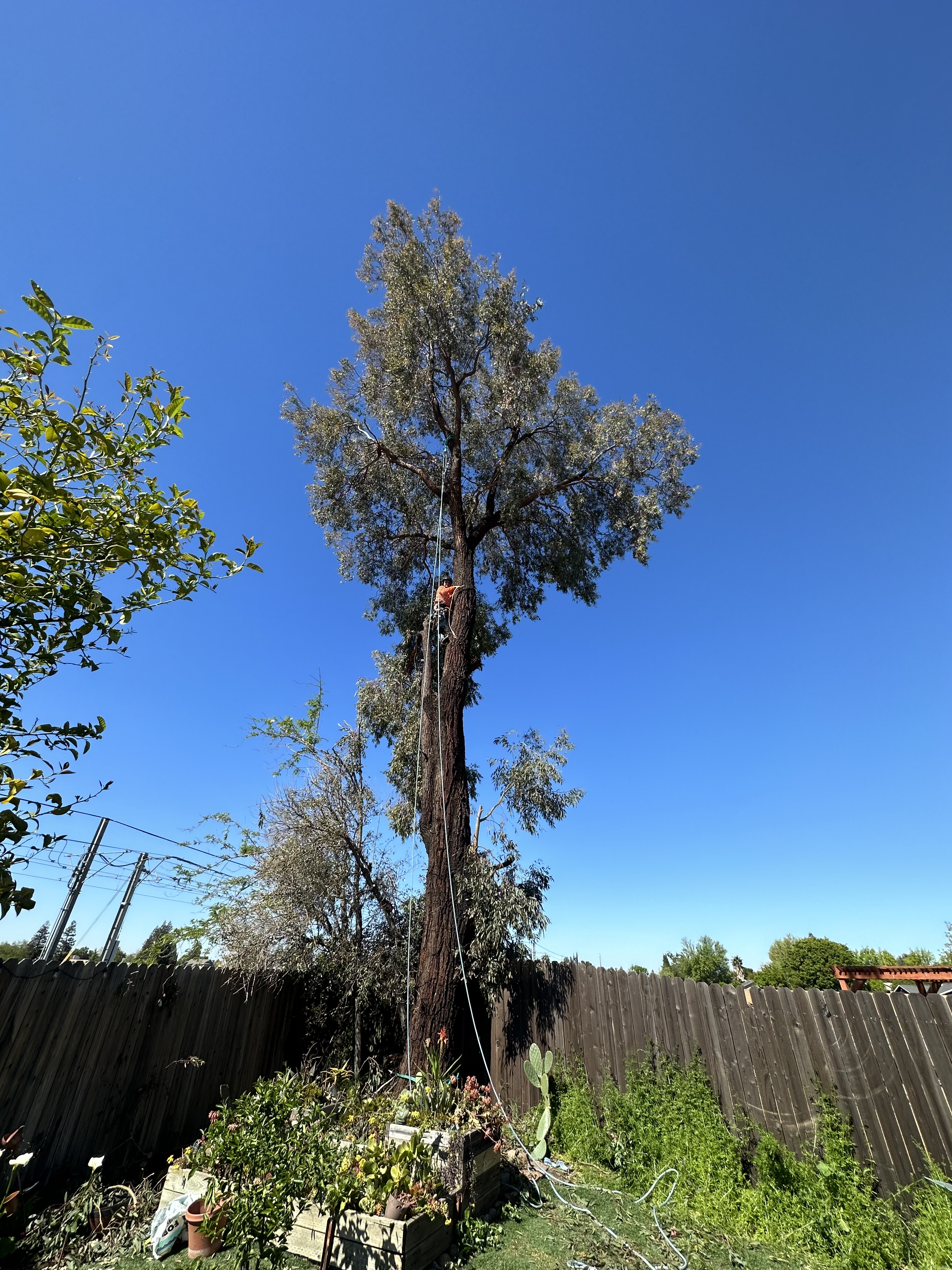 Tall trees behind a modern home in Sacramento