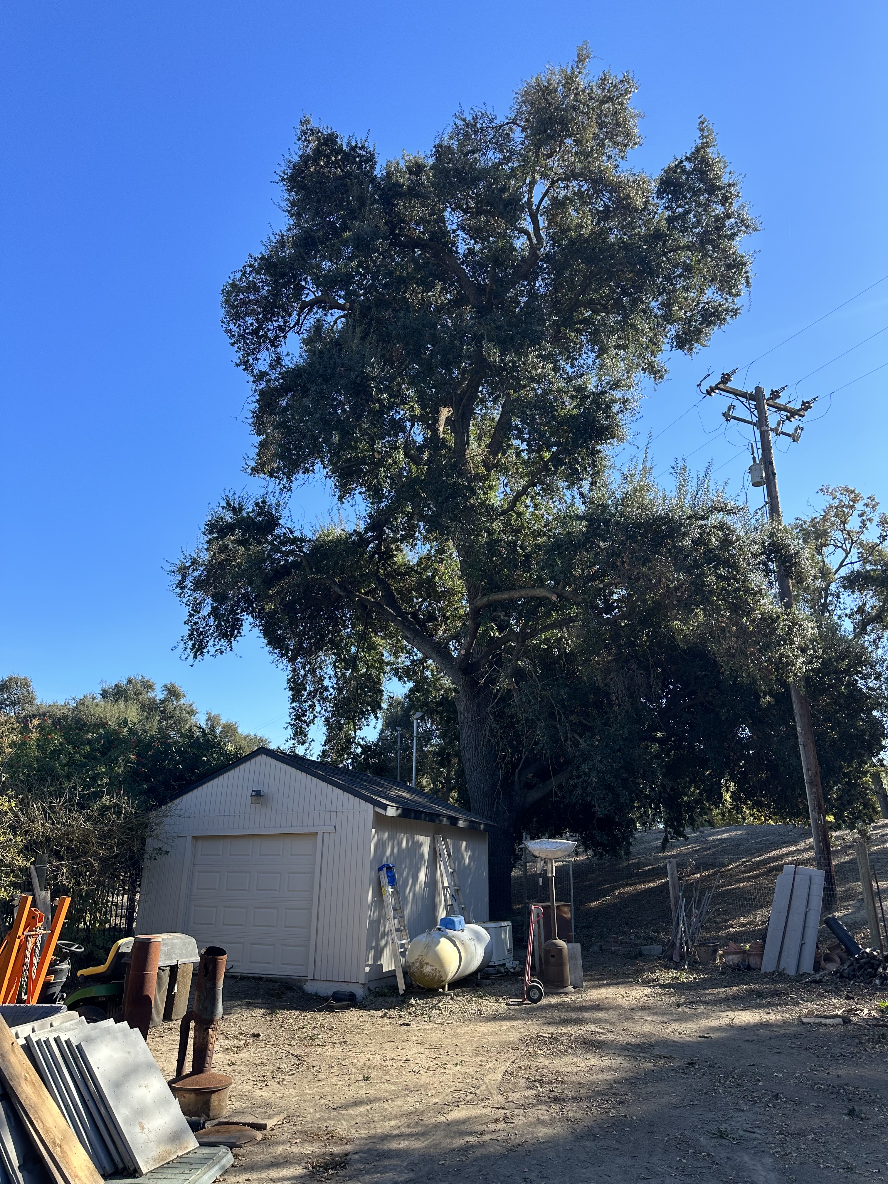 Wide view of a mature oak tree on a residential property