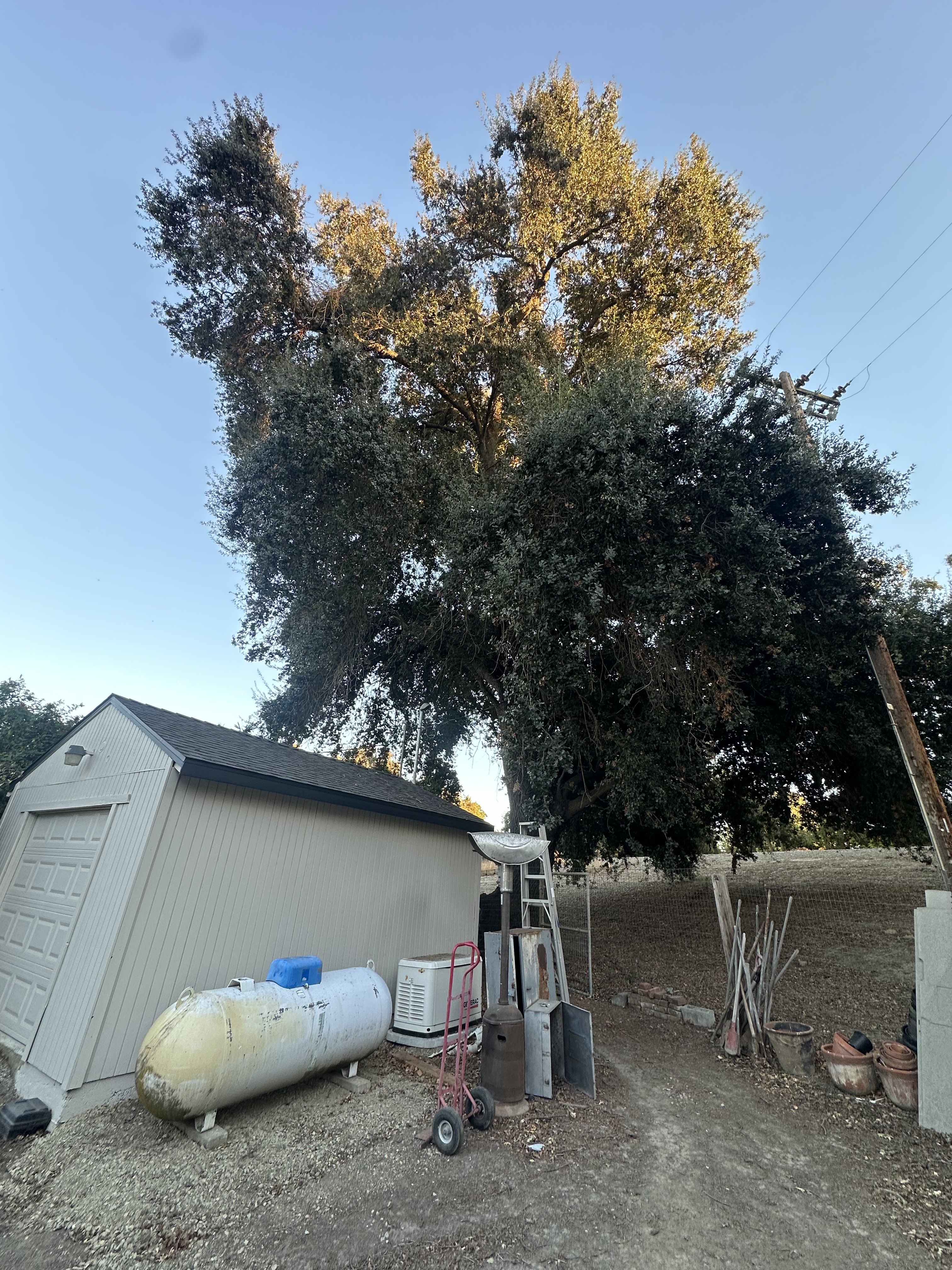 Large oak tree next to a backyard shed