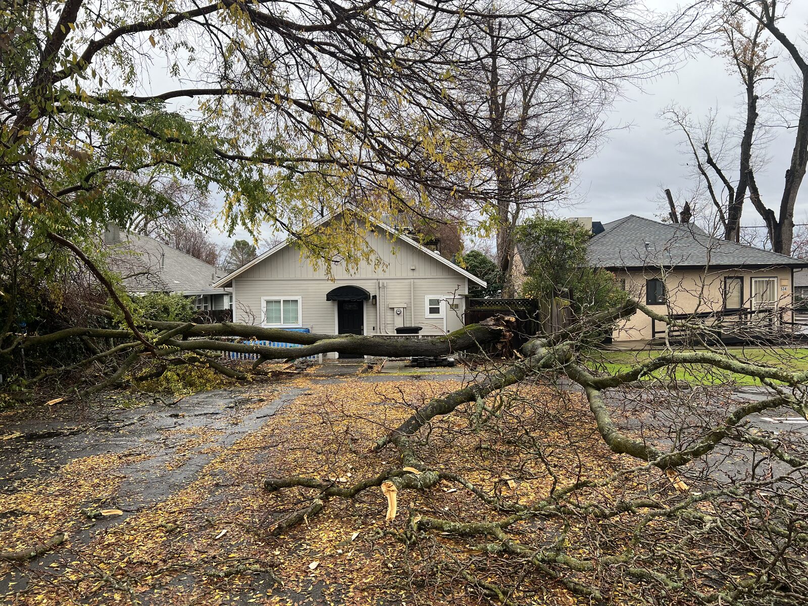 Large fallen tree removed from a driveway after a storm